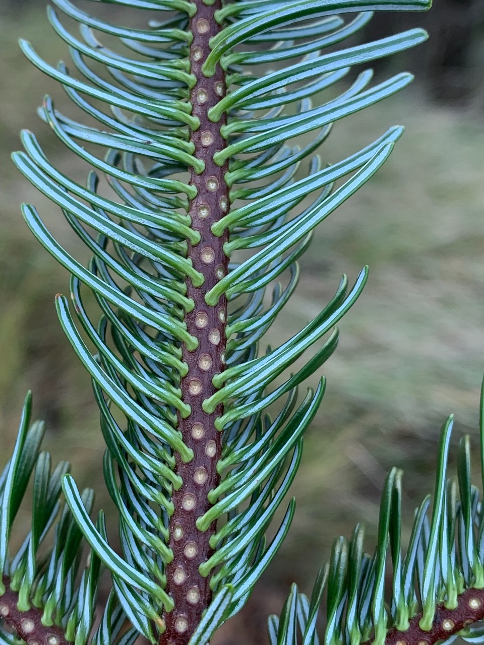 Abies nordmanniana