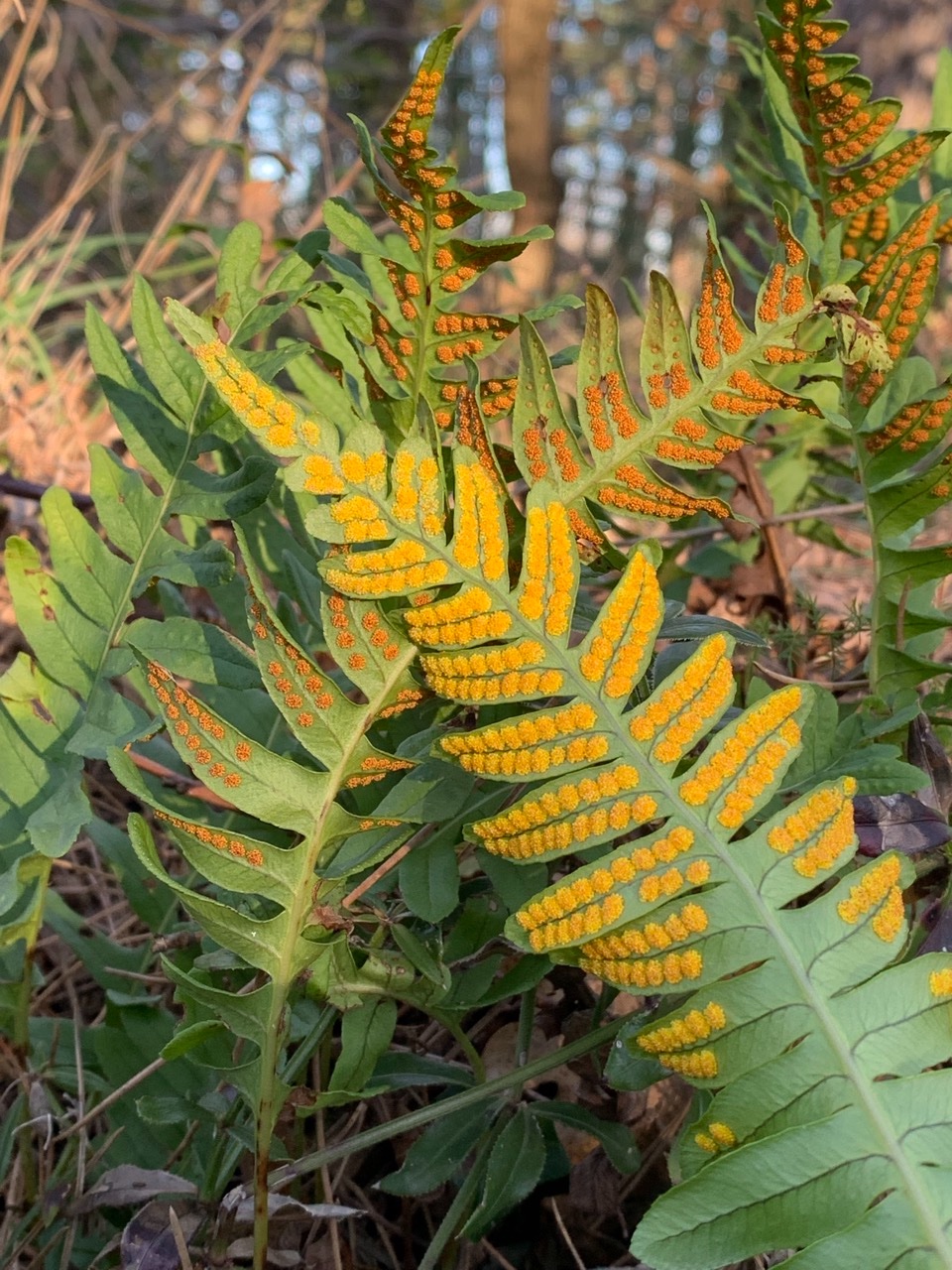 Polypodium interjectum