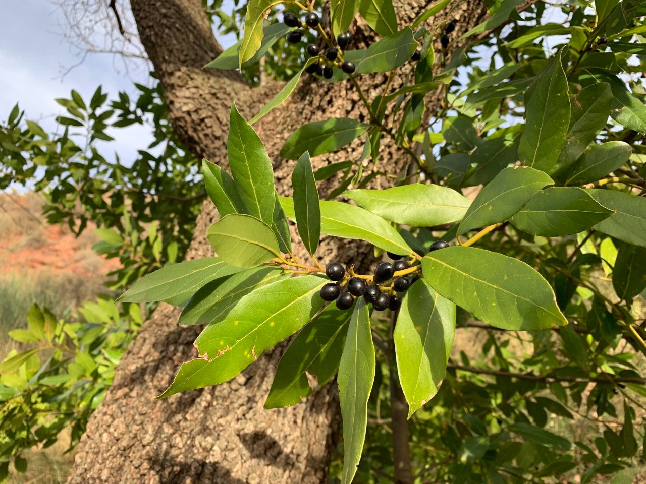 Laurus nobilis