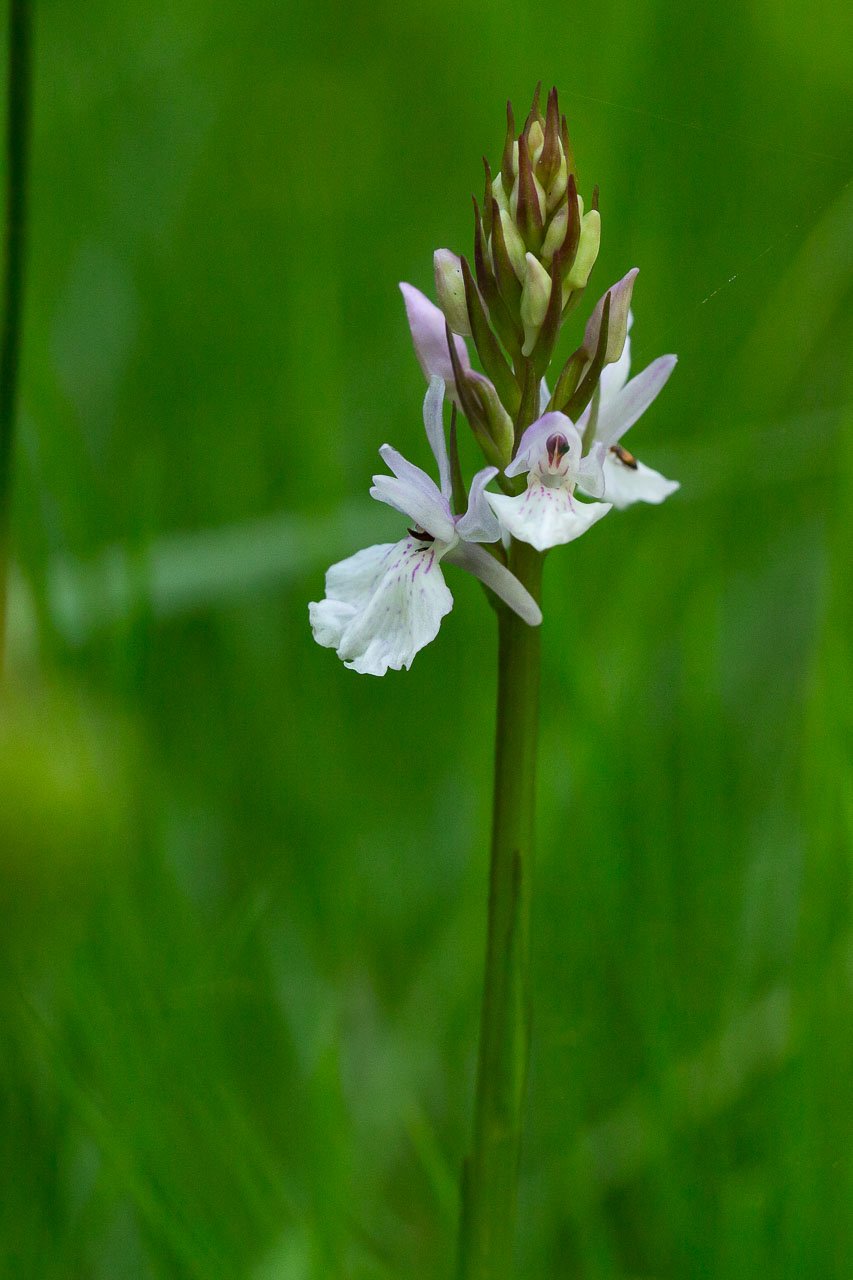 Orchidée.jpg