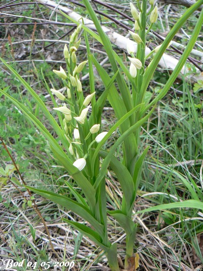 fleur bord d'arve du 04 05 09.jpg