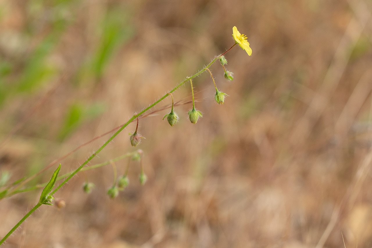 Fleur.jpg