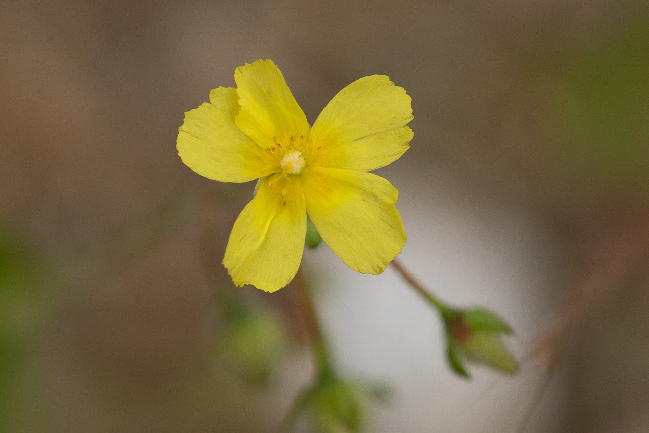 Fleur-2.jpg