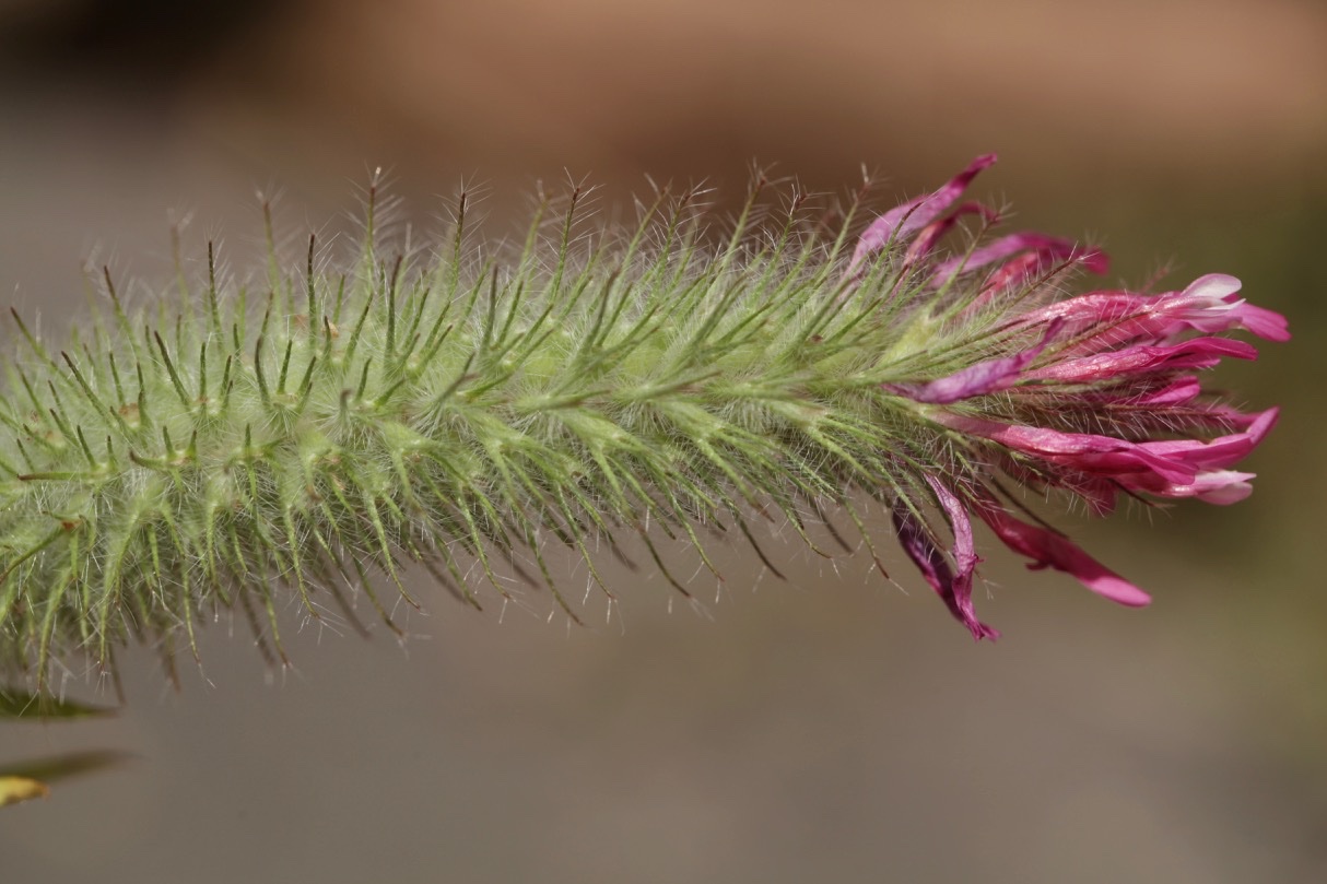 Trifolium purpureum