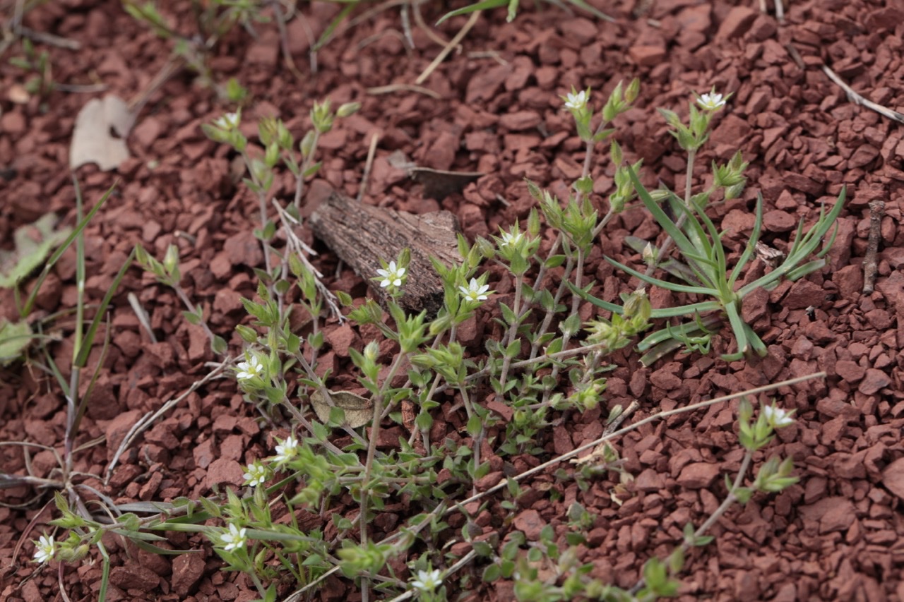 sur les ruffes du Salagou en avril