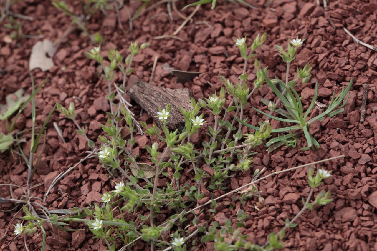 sur les ruffes du Salagou en avril