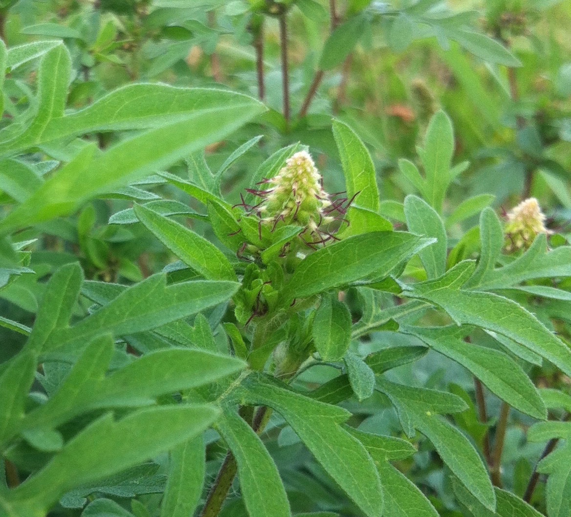 Ambrosia artemisiifolia.jpg