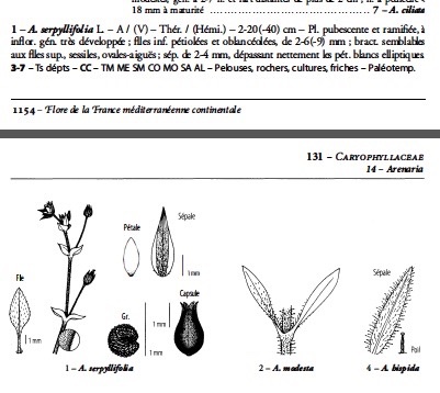 Arenaria serpyllifolia.jpg