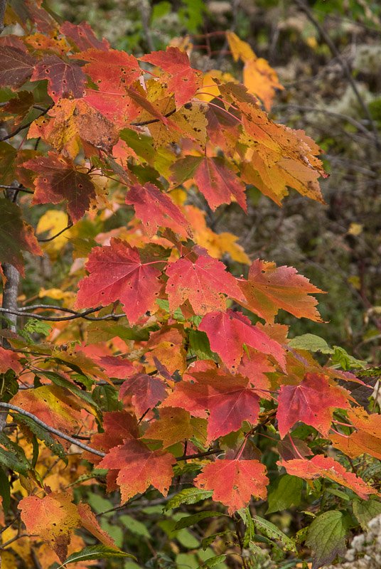 Acer rubrum.jpg