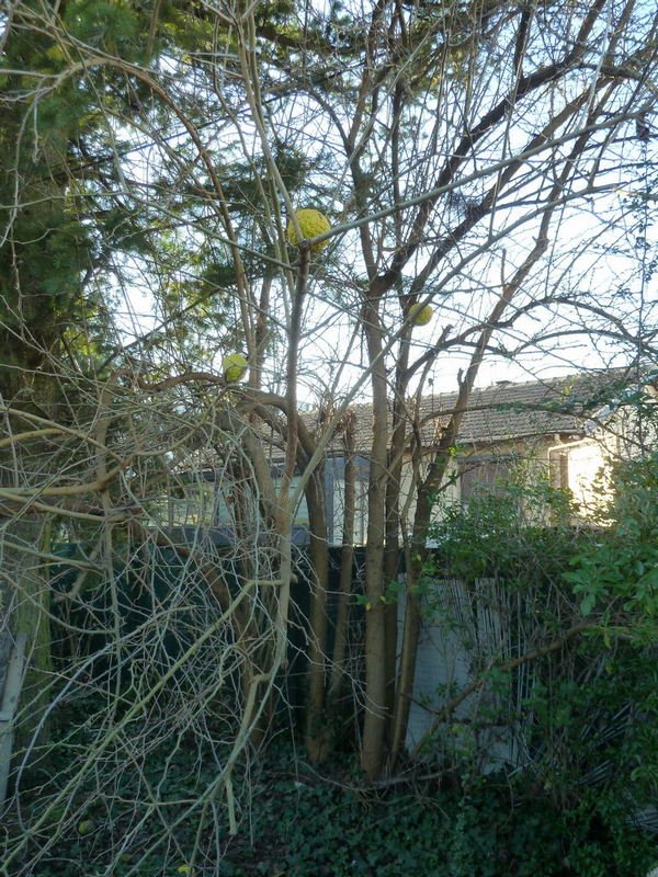 L'arbre , feuillage tombé (hiver) :