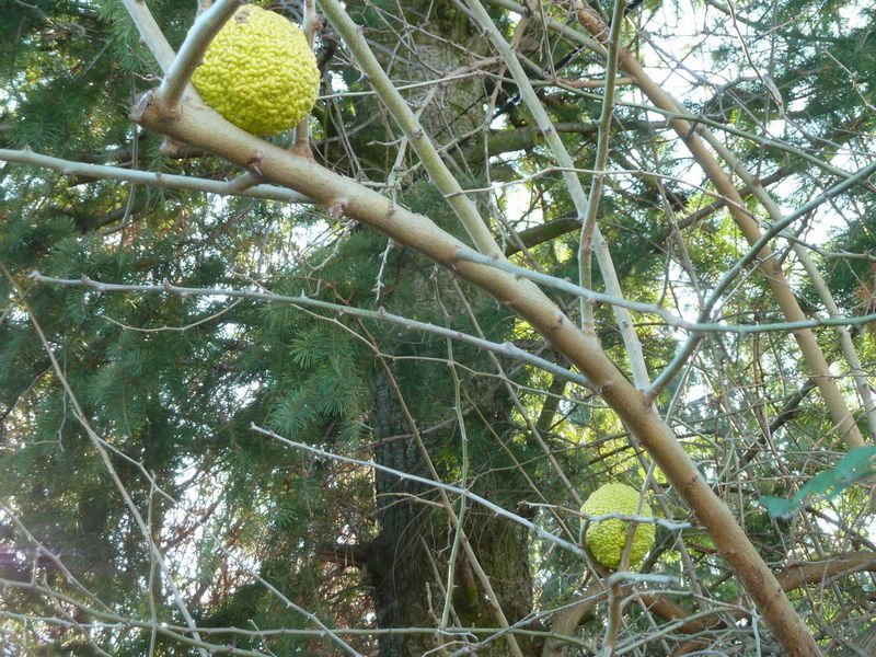 Une branche avec 2 fruits dessus :