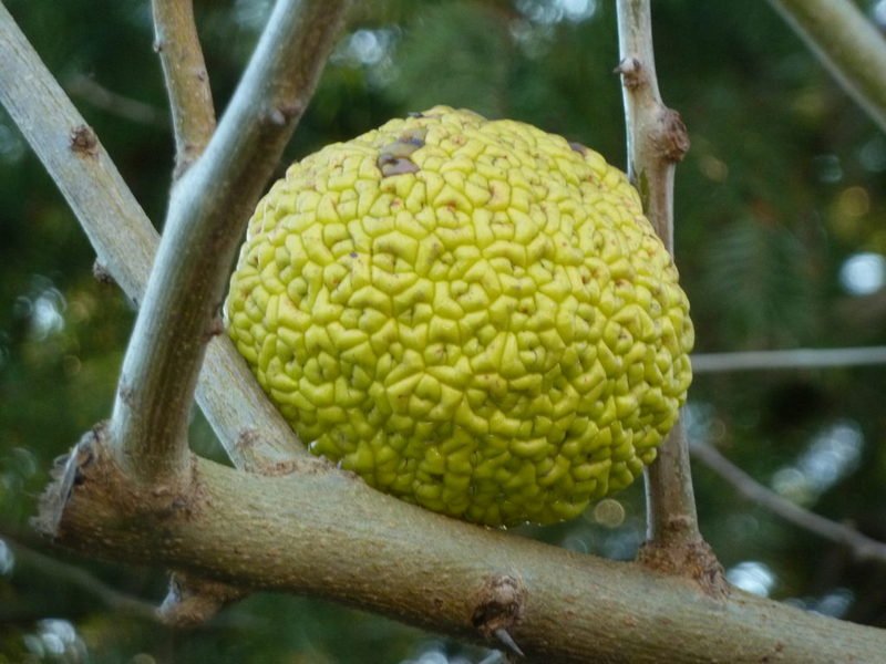 Détail d'un fruit (diamètre environ 10 cm) :