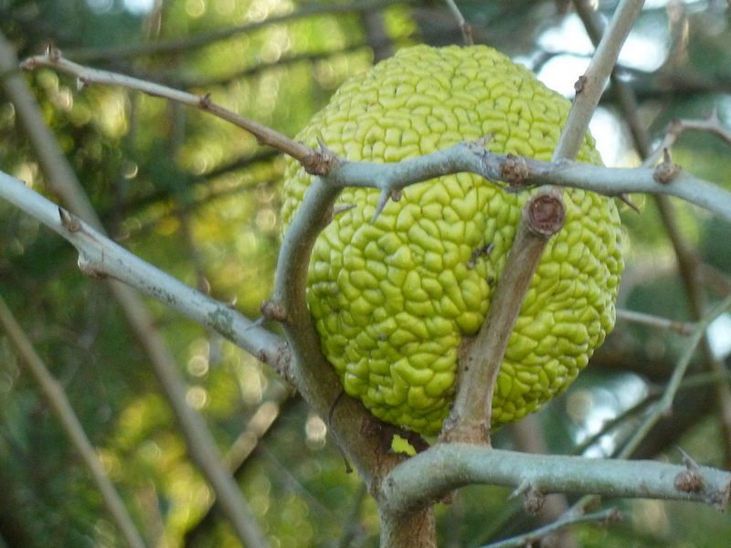 On voit ici l'attache sur la branche (fruit apparemment sessile)