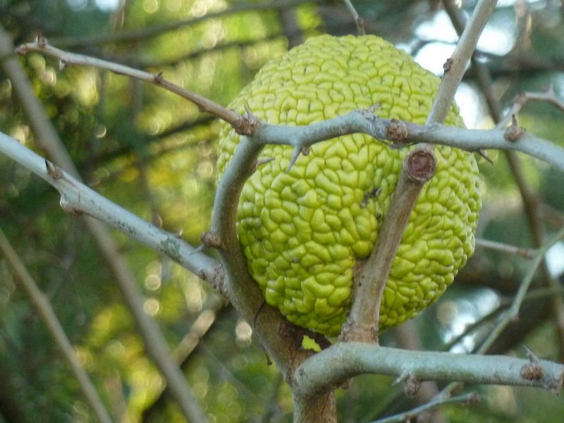 On voit ici l'attache sur la branche (fruit apparemment sessile)