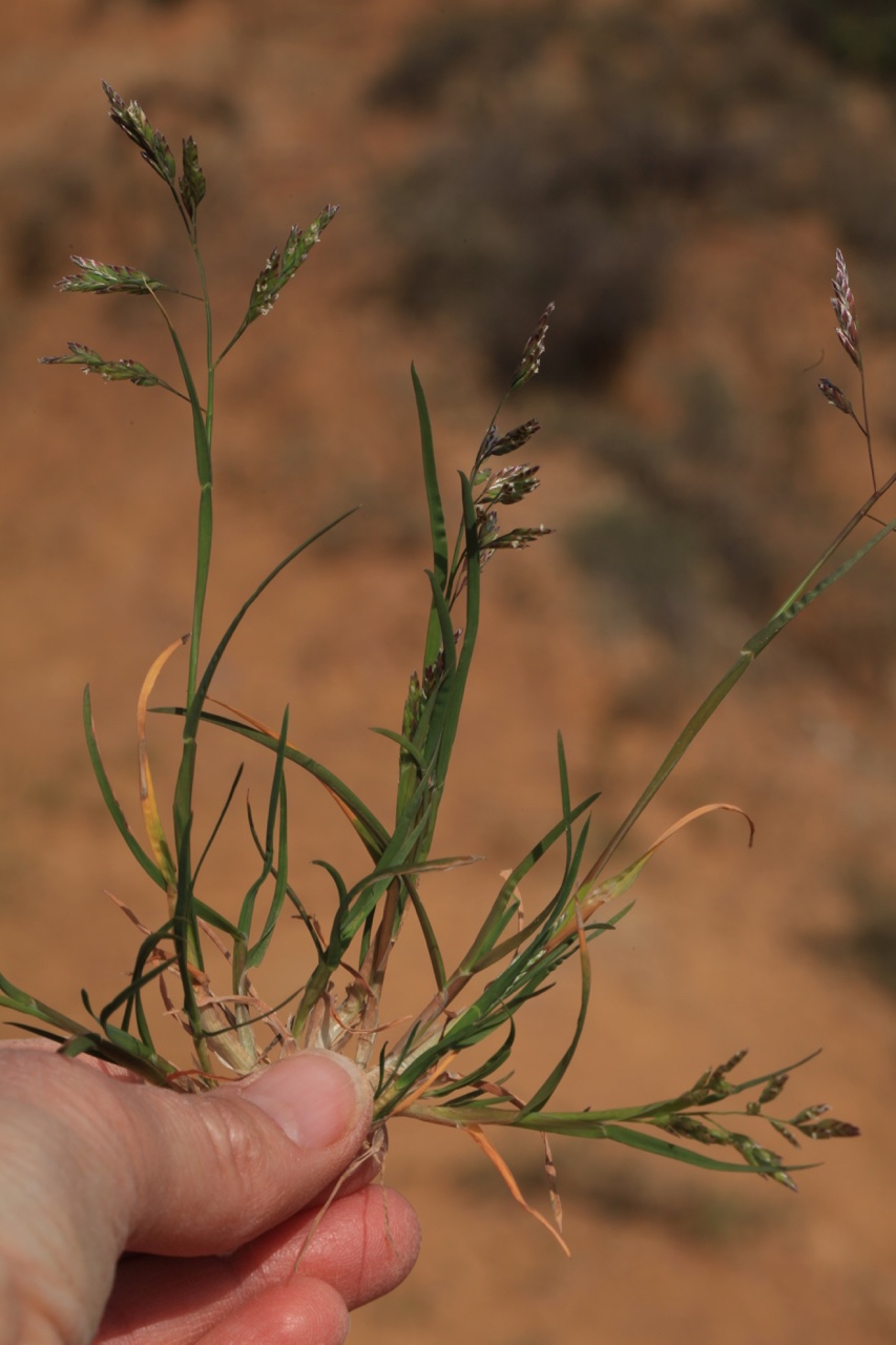 Poa annua .jpg