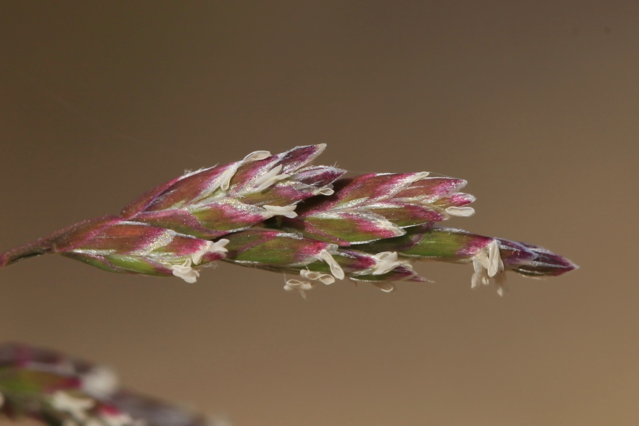 poa annua zoom .jpg