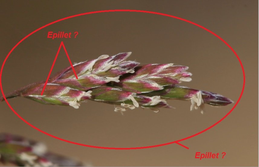 epillet.jpg