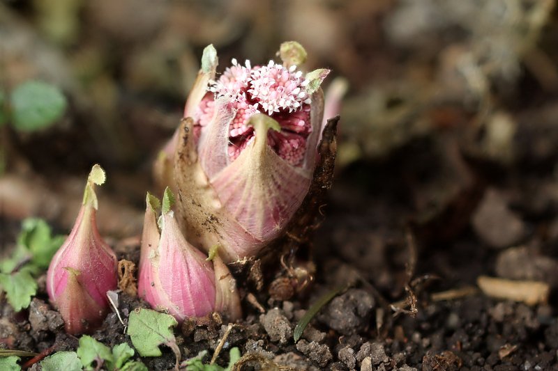01_Petasites hybridus ex officinalis_Grandfontaine_2022_100 mm macro_IMG 6438-6440.jpg