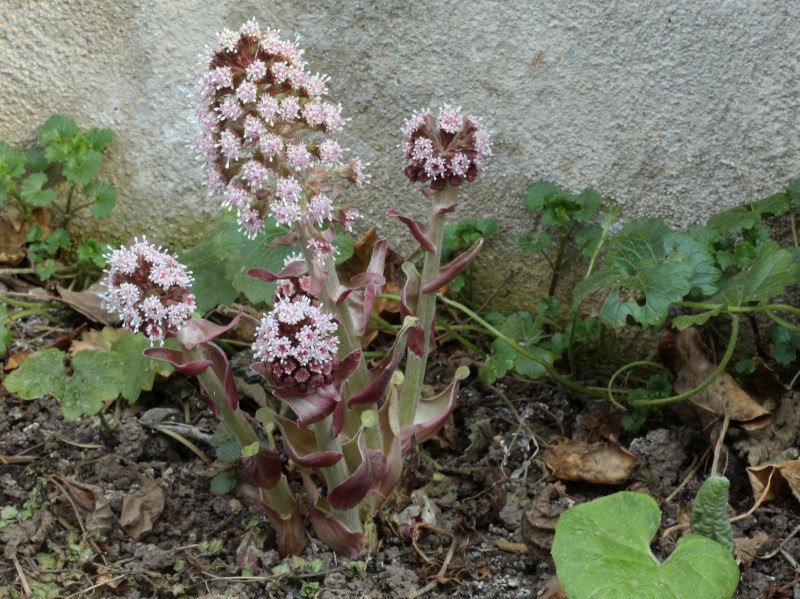 02_Petasites hybridus ex officinalis_Grandfontaine_2022_100 mm macro_IMG_6488.JPG