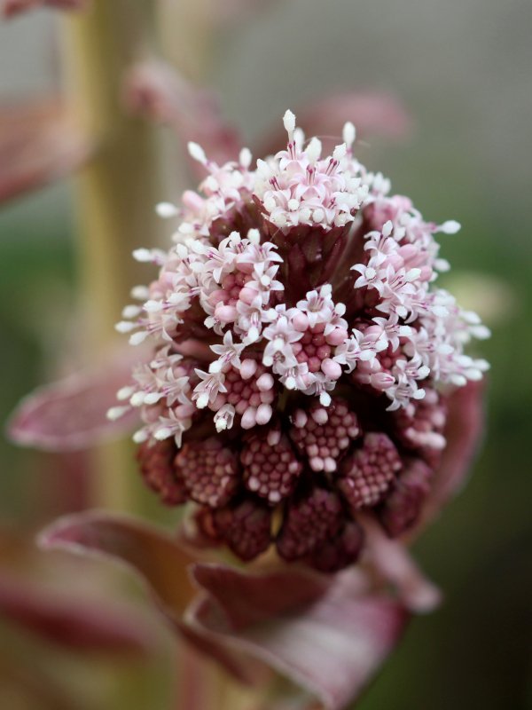 03_Petasites hybridus ex officinalis_Grandfontaine_2022_100 mm macro_IMG_6484.JPG