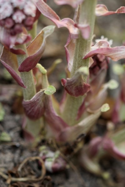 05_Petasites hybridus ex officinalis_Grandfontaine_2022_100 mm macro_IMG_6485.JPG