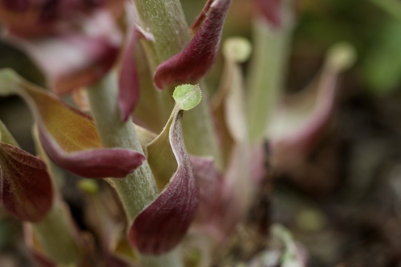 06_Petasites hybridus ex officinalis_Grandfontaine_2022_100 mm macro_IMG_6486.JPG