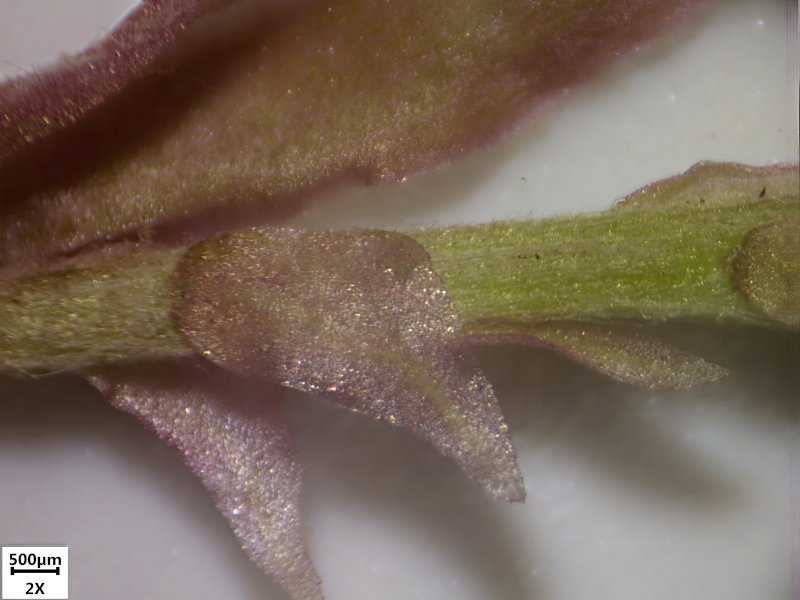 07_Petasites hybridus ex officinalis_Grandfontaine_2022_Bressser ETD-201 Obj x2_017022.jpg