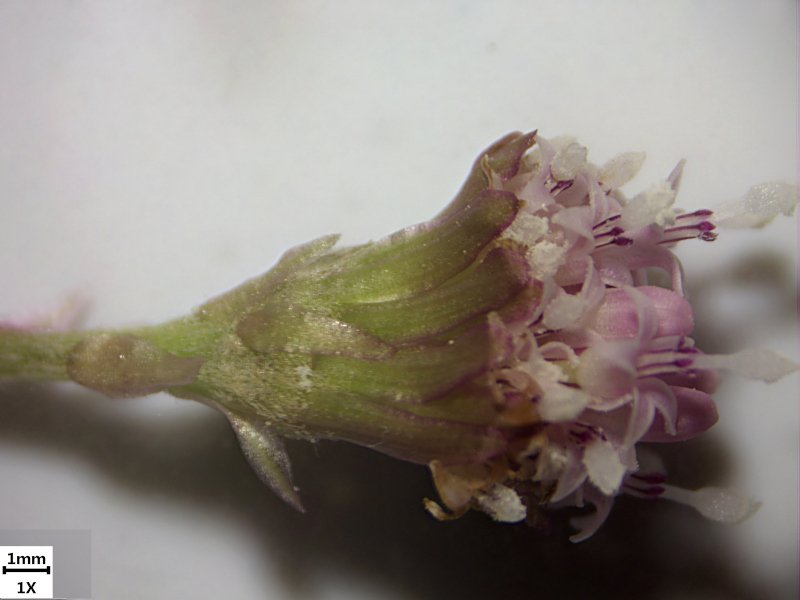 08_Petasites hybridus ex officinalis_Grandfontaine_2022_Bressser ETD-201 Obj x1_025028.jpg