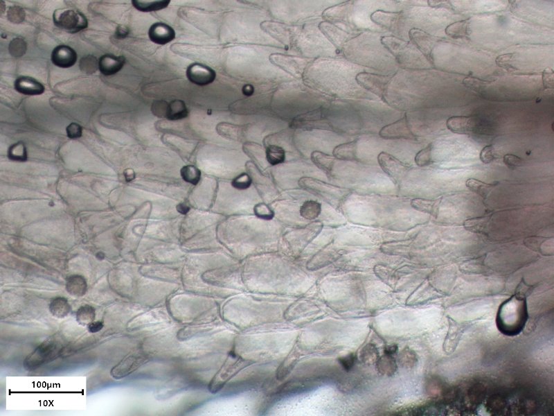 10_Petasites hybridus ex officinalis_Grandfontaine_2022_Stigmate Olympus BH-2  Obj x10_001.jpg