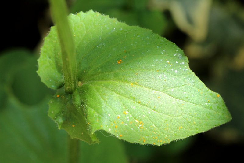 Doronicum_feuille caulinaire_IMG_6607.JPG