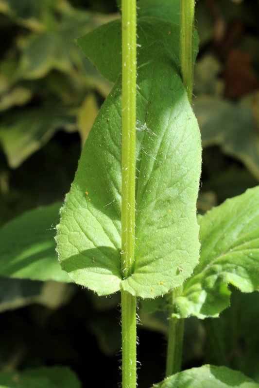 Doronicum_feuille caulinaire_IMG_6608.JPG