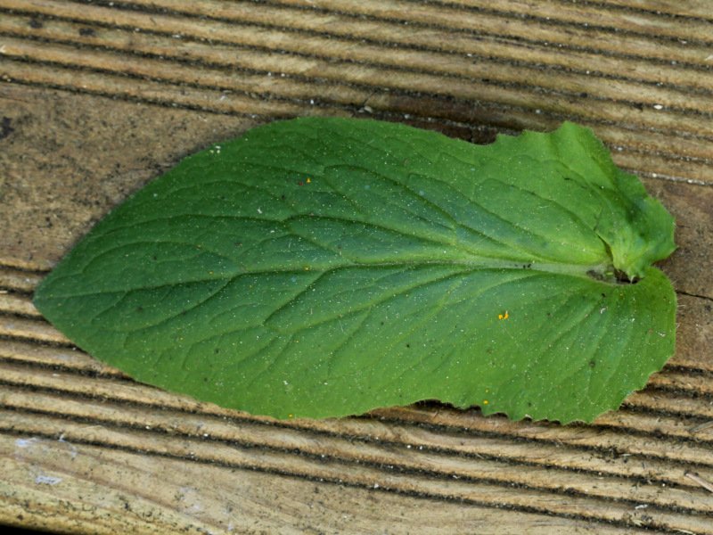 Doronicum_feuille caulinaire_IMG_6615.JPG