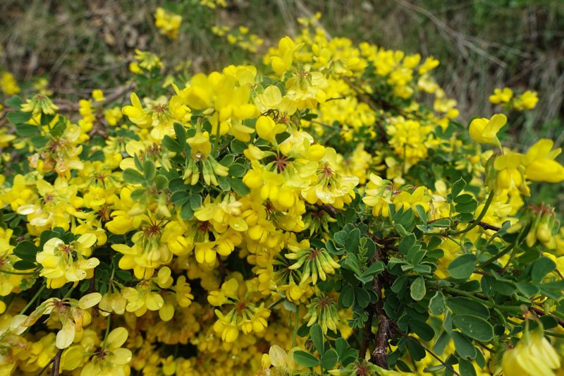 Fabacées - Coronilla valentina - red.jpg