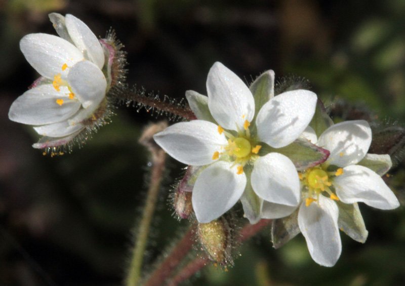 Caryophyllacées - Spergula red 2.jpg