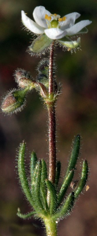 Caryophyllacées - Spergula red 3.jpg