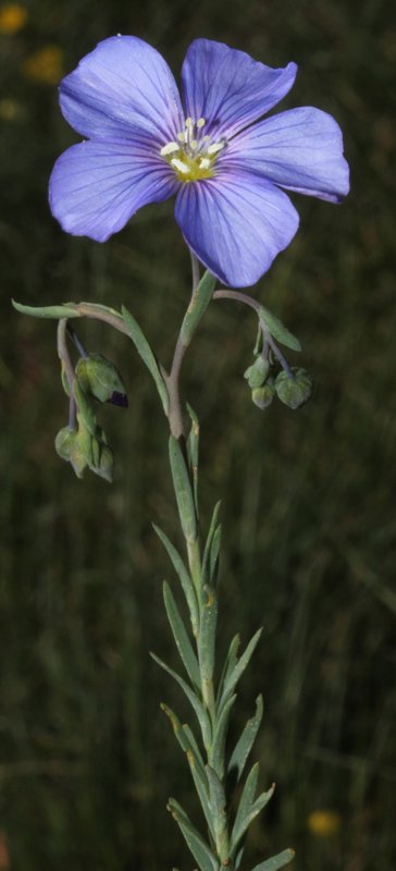 Linum sp red 2.jpg