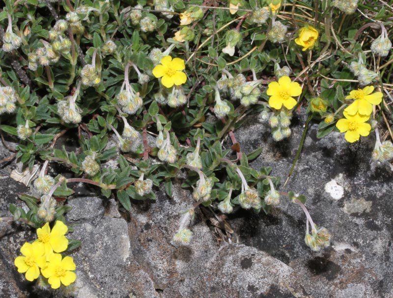 Helinthemum sp red 1.jpg