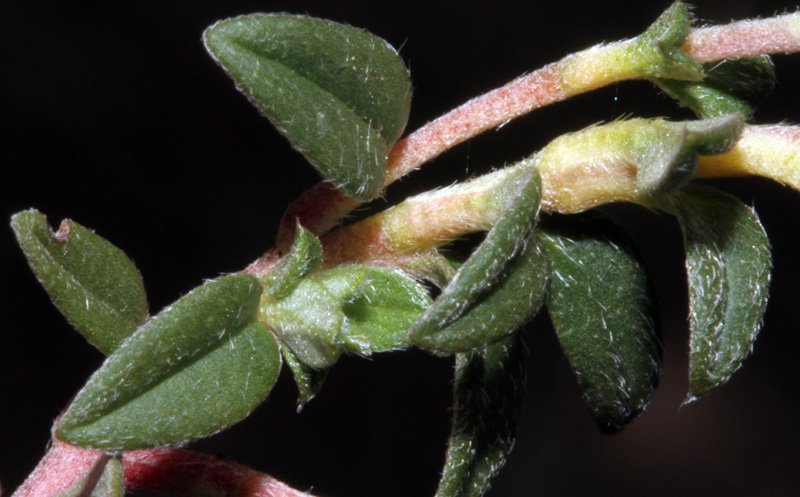 Helinthemum sp red 4.jpg