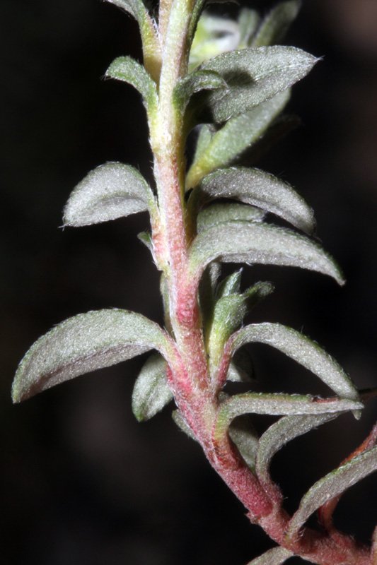 Helinthemum sp red 5.jpg