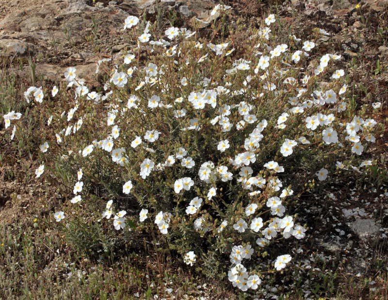 Cistus umbellatus ssp vicosum  red 1.jpg