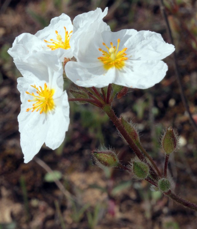 Cistus umbellatus ssp vicosum  red 2.jpg