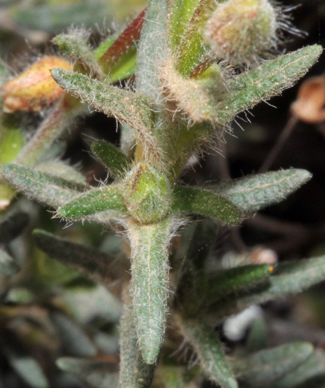 Cistus umbellatus ssp vicosum  red 3.jpg