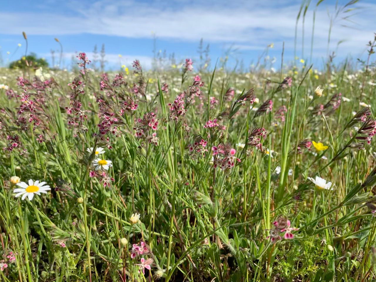 Silene gallica et Anthemis arvensis