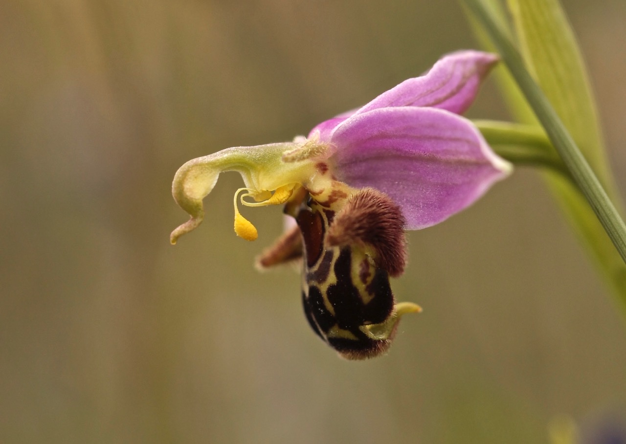 Ophrys apifera.jpg