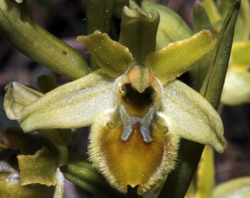 Ophrys virescens - Causse 2.jpg
