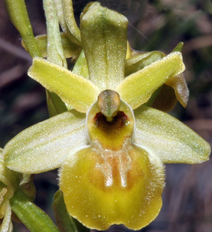 Ophrys virescens - Causse 3.jpg