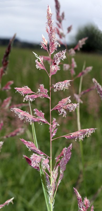 Festuca sp red1.jpg