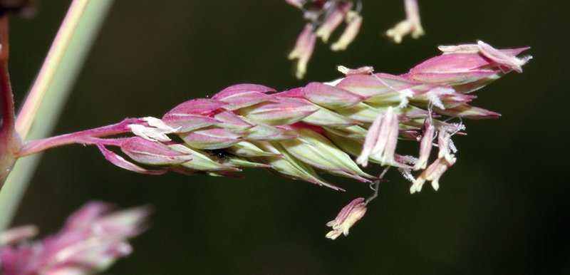 Festuca sp red2.jpg