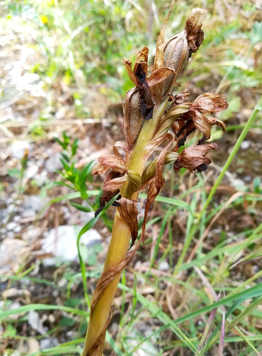 orchidaceae sp. le chaudan mediterran frankreich_20220526_101757.jpg