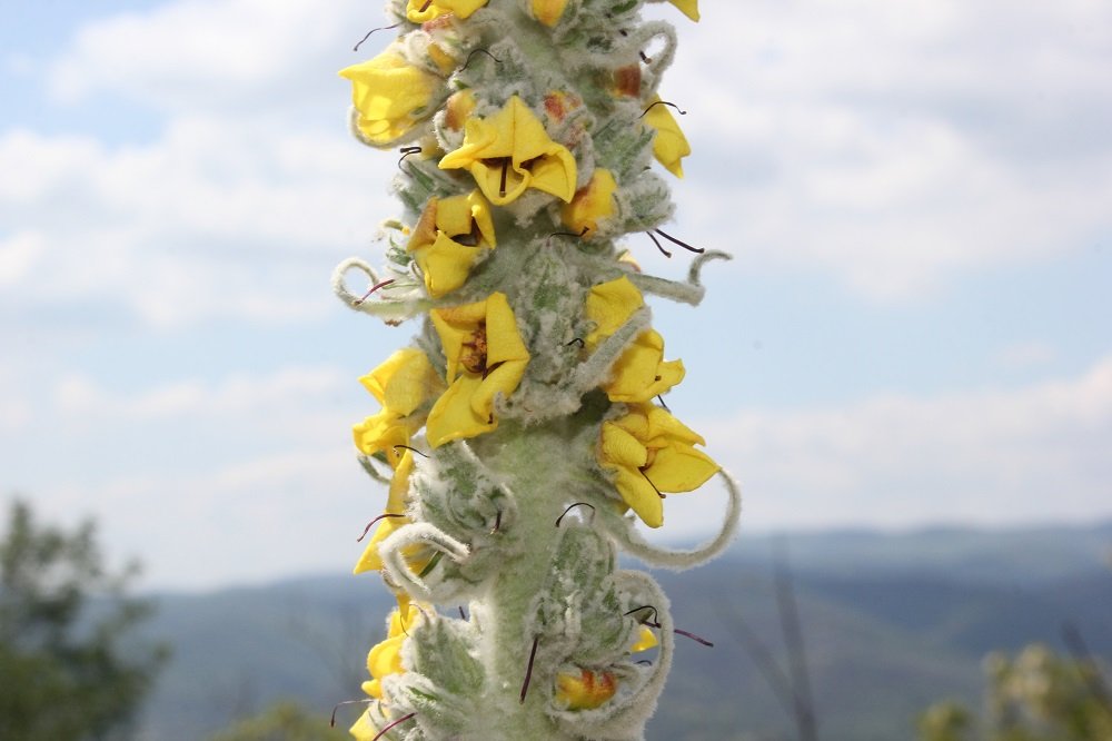 verbascum -pulverulentum x boerhavii (1).JPG